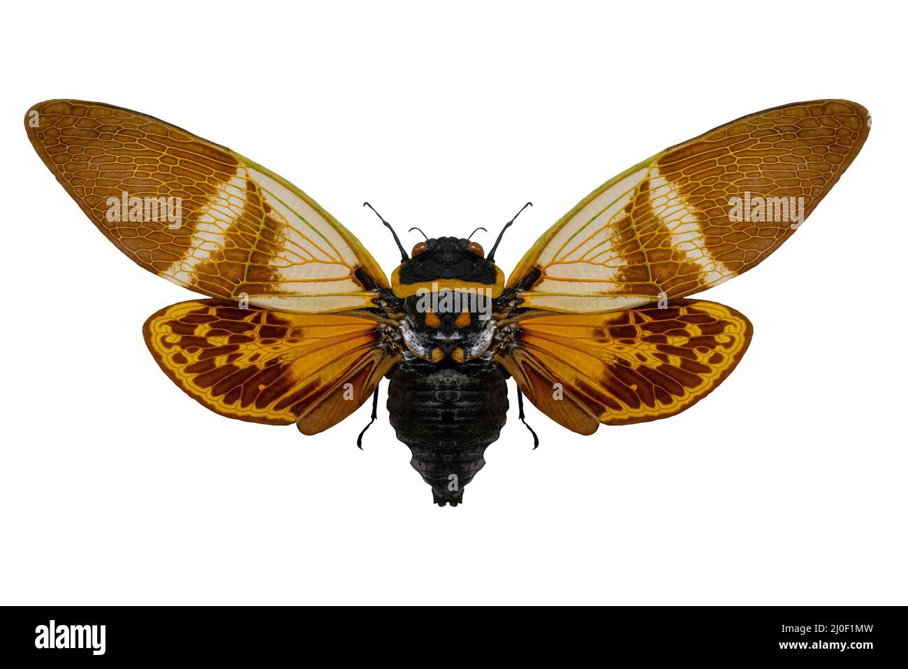 Anganiana flordula cicada flying insect. Wings and antennae of a flying insect. The world of wildlife. Stock Photo