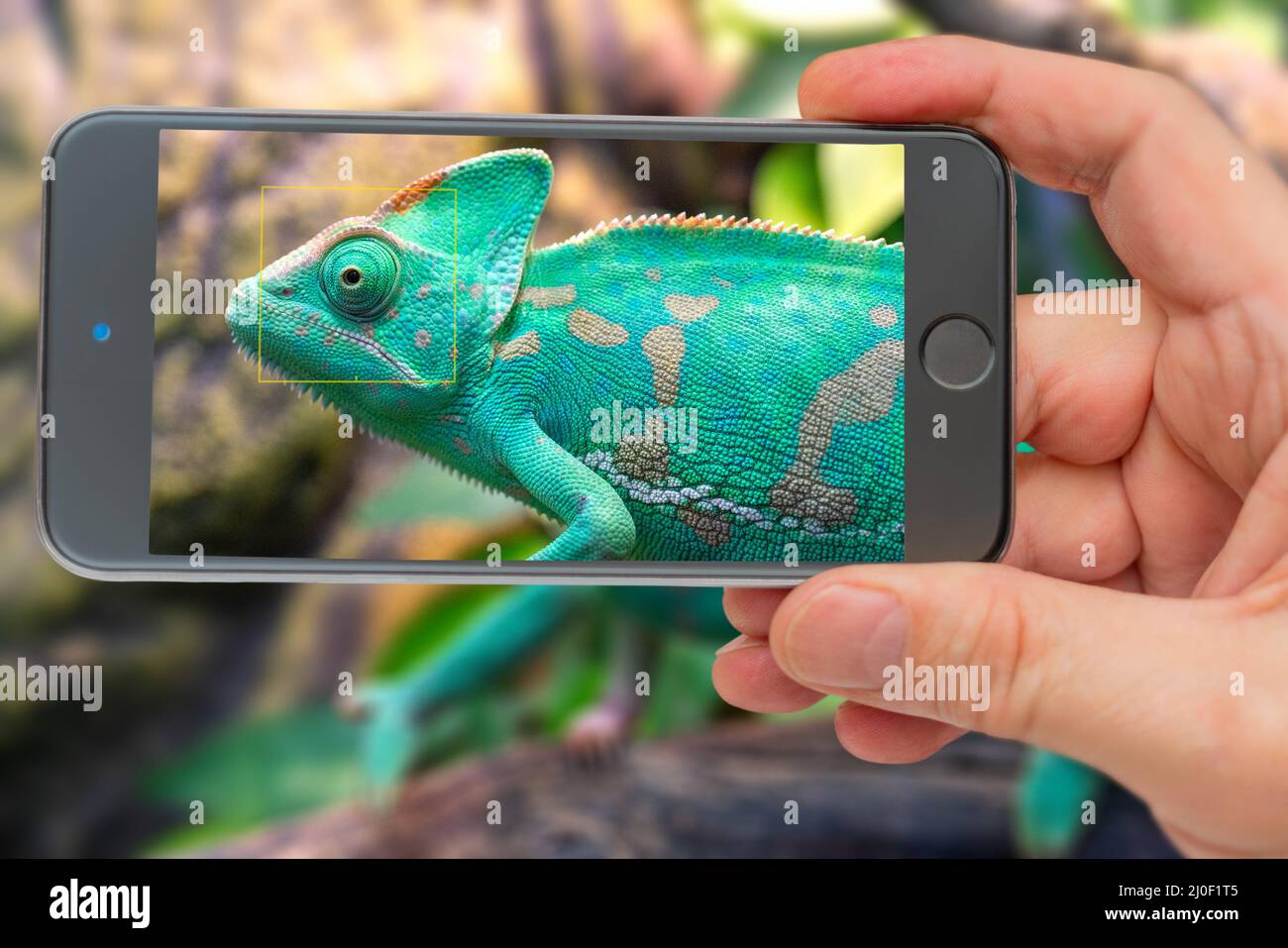 Chameleon on smartphone screen. Young green chameleon. Natural habitat. Cute pet. Fauna of nature. Stock Photo