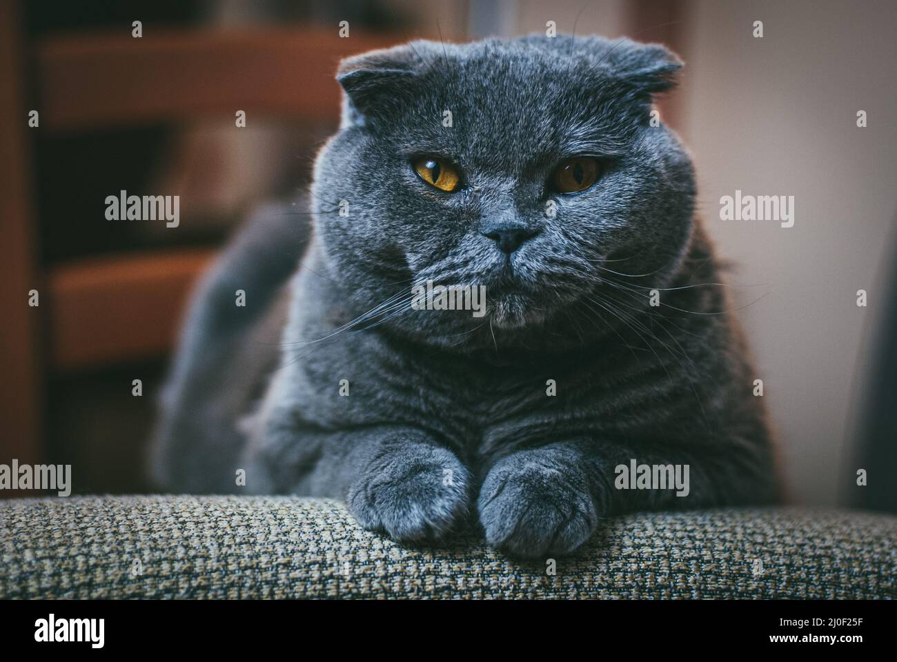 Scottish fold gray cat with orange eyes lays on chair alone and bored. Stay at home coronavirus covid-19 quarantine concept Stock Photo