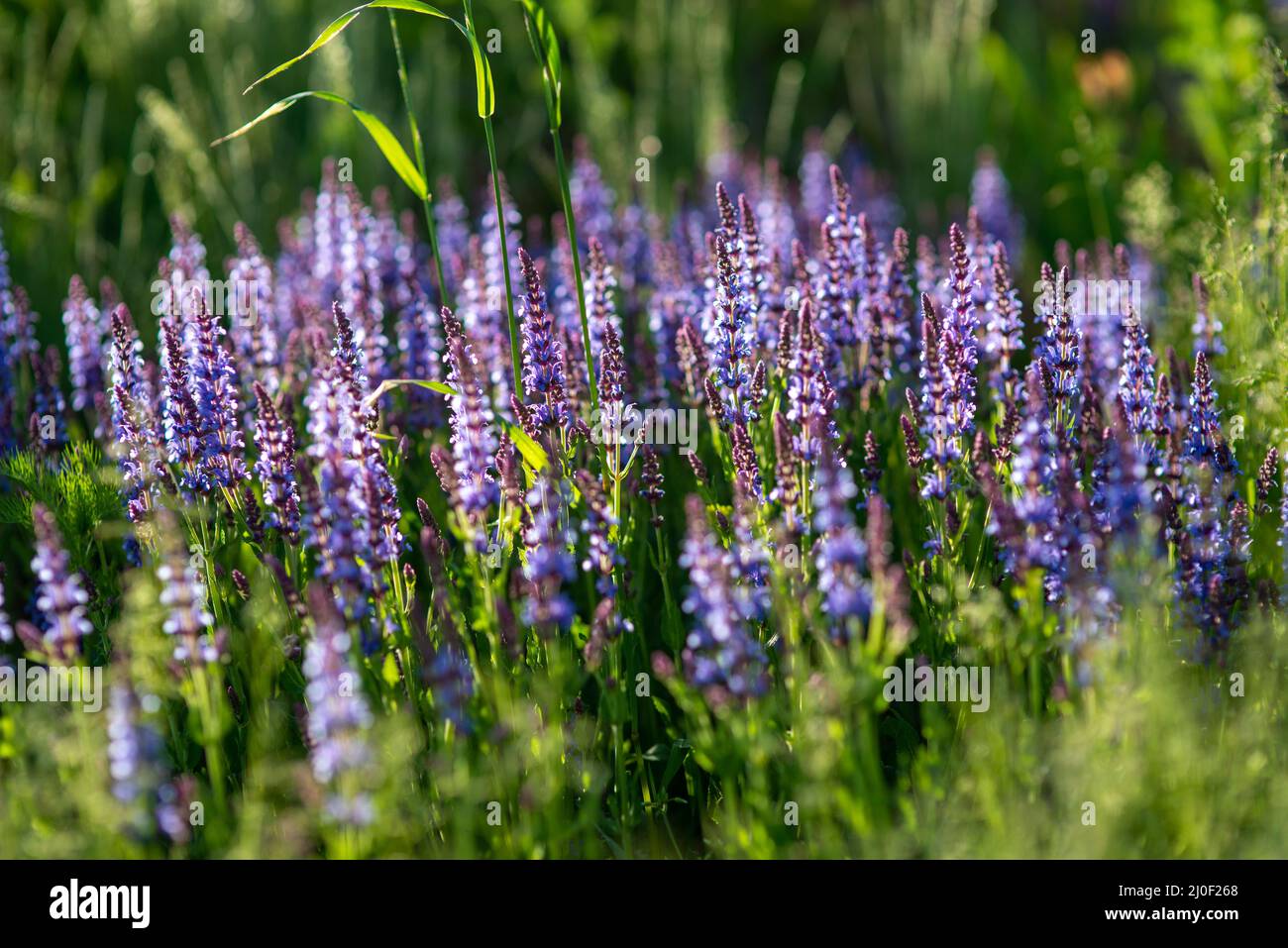 Blue lavender bushes illuminated by the evening summer sun in Zaryadye Park in Moscow. Selective focus macro shot with shallow D Stock Photo