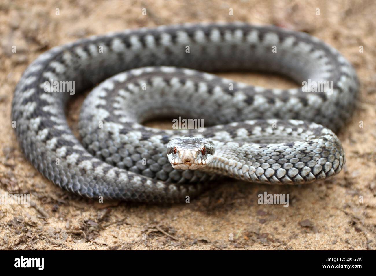 Grey viper or adder venomous snake in attacking or defencive pose rolled in knit on brown spring soil Stock Photo