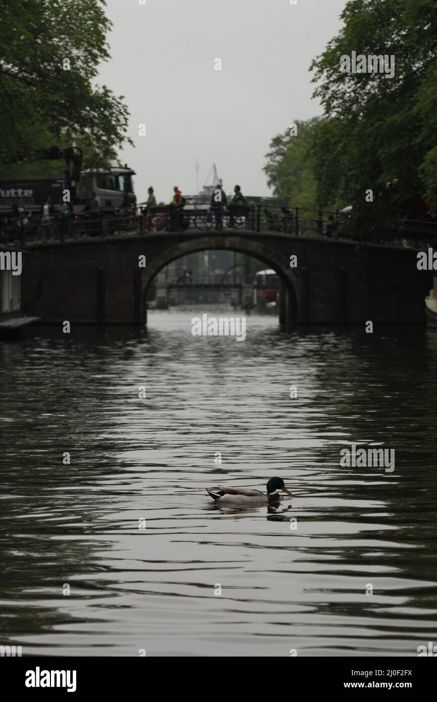 A male Mallard duck (Anas platyrhynchos) swimming in one of Amsterdam's canals near a bridge. Stock Photo