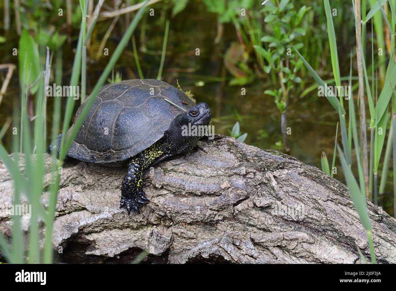 European pond turtle Stock Photo - Alamy