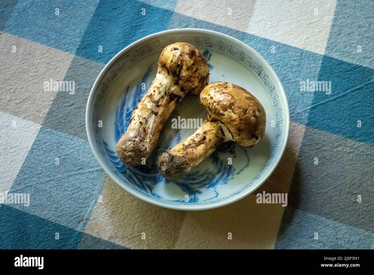 Raw matsutake mushrooms. Matsutake  is a luxurious ingredient in Japanese cuisine. Stock Photo
