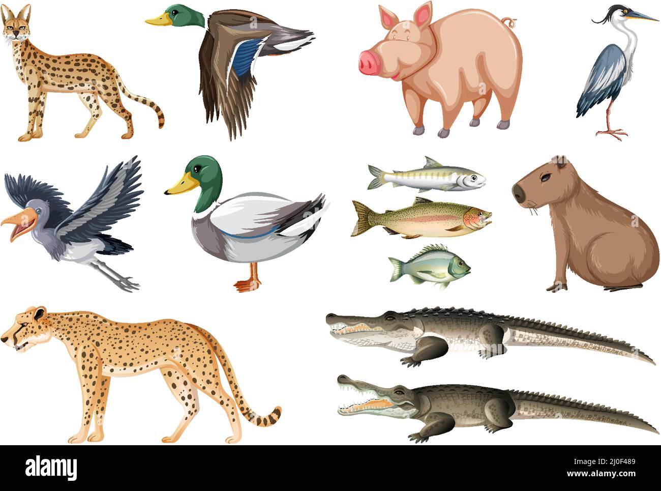 Different kinds of animals collection illustration Stock Vector