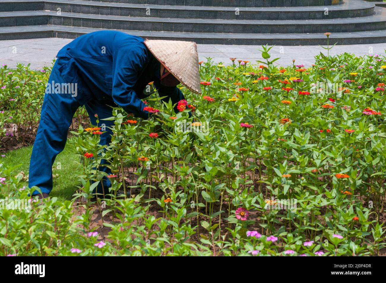 Gardener planting and taking care of the flower garden. Vietnam Asia Stock Photo