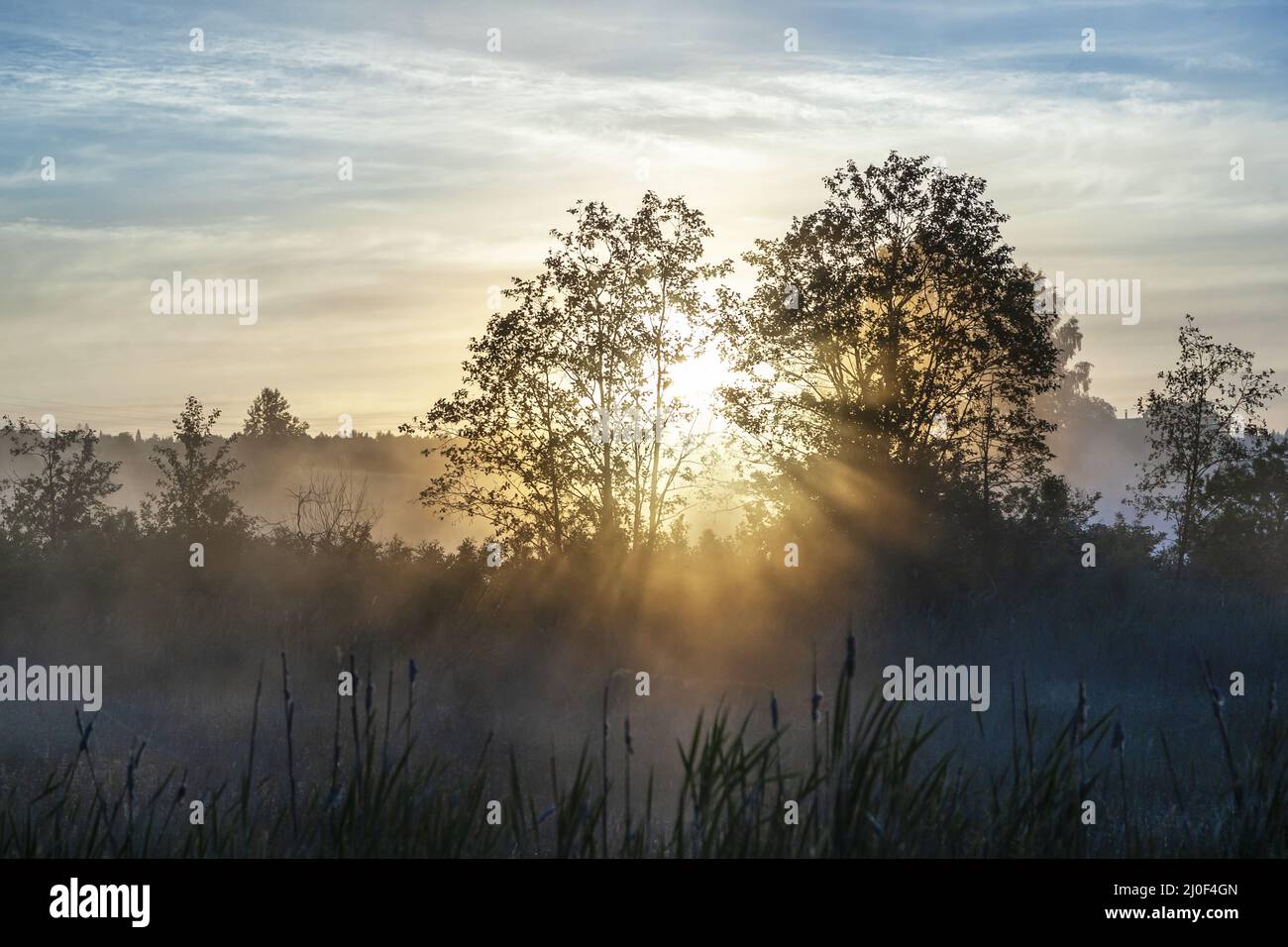 Sunlight penetrates tree branches during sunrise Stock Photo