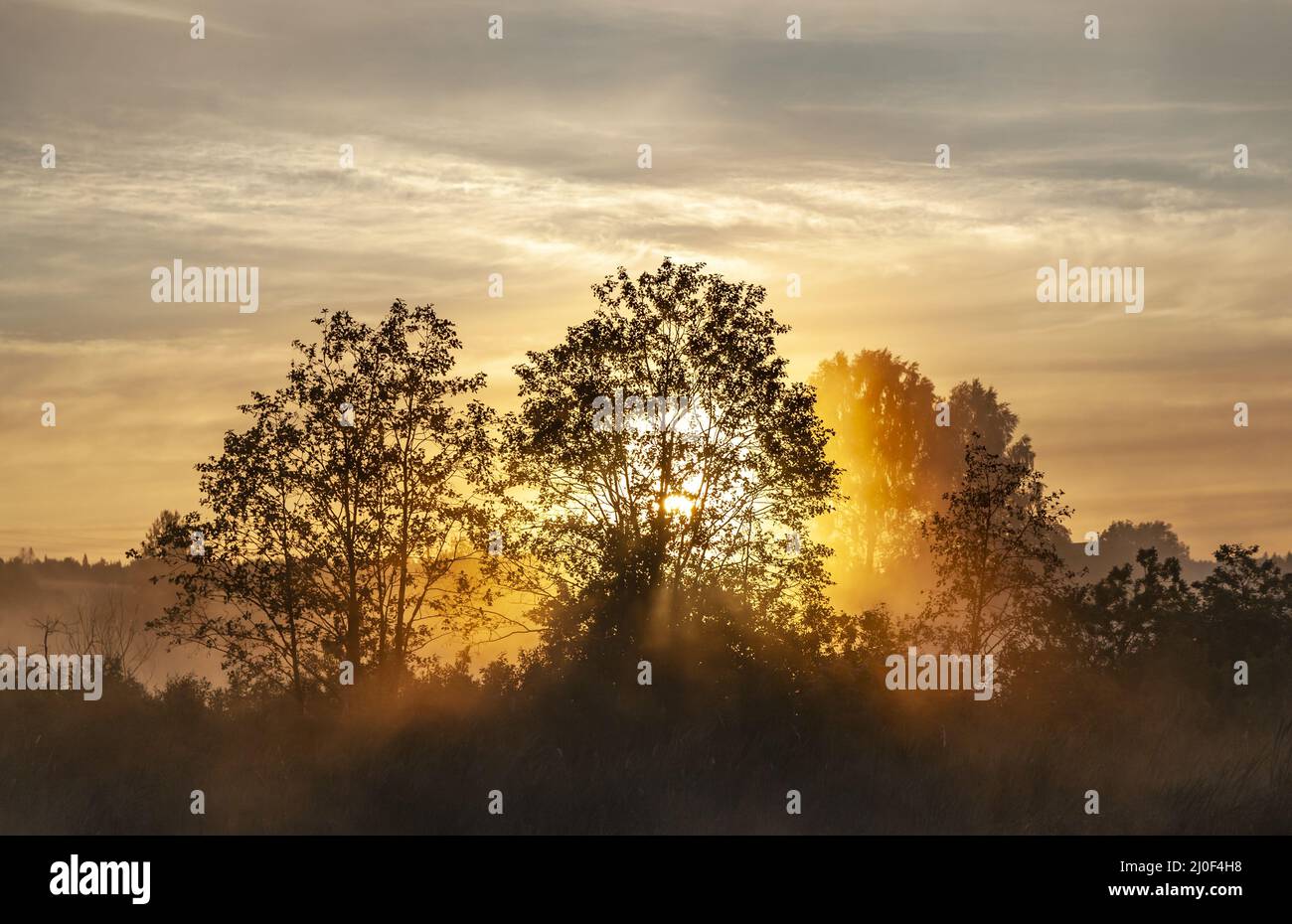Sunlight penetrates tree branches during sunrise Stock Photo