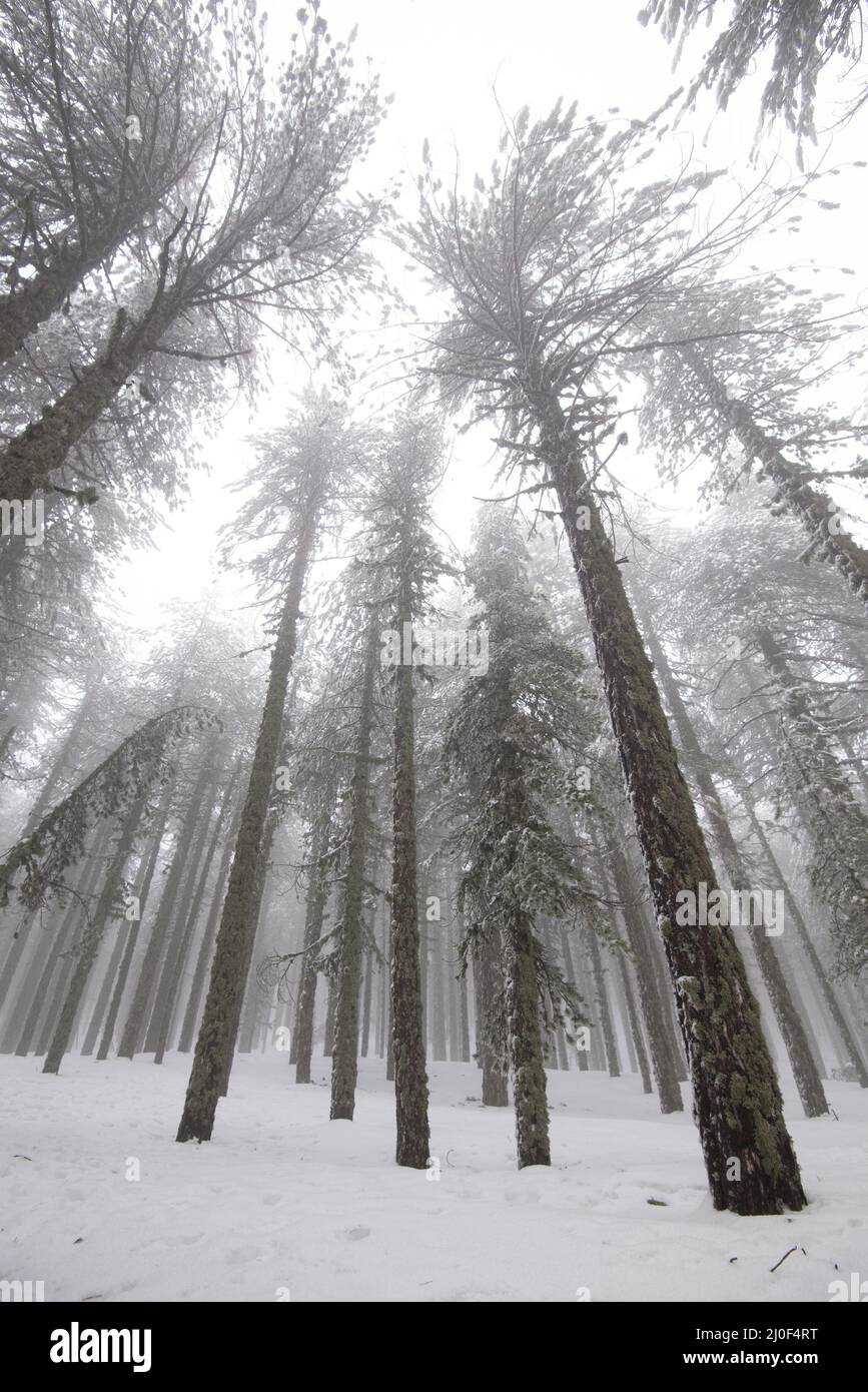 Winter forest landscape with mountain covered in snow and pine trees, Troodos Cyprus Stock Photo