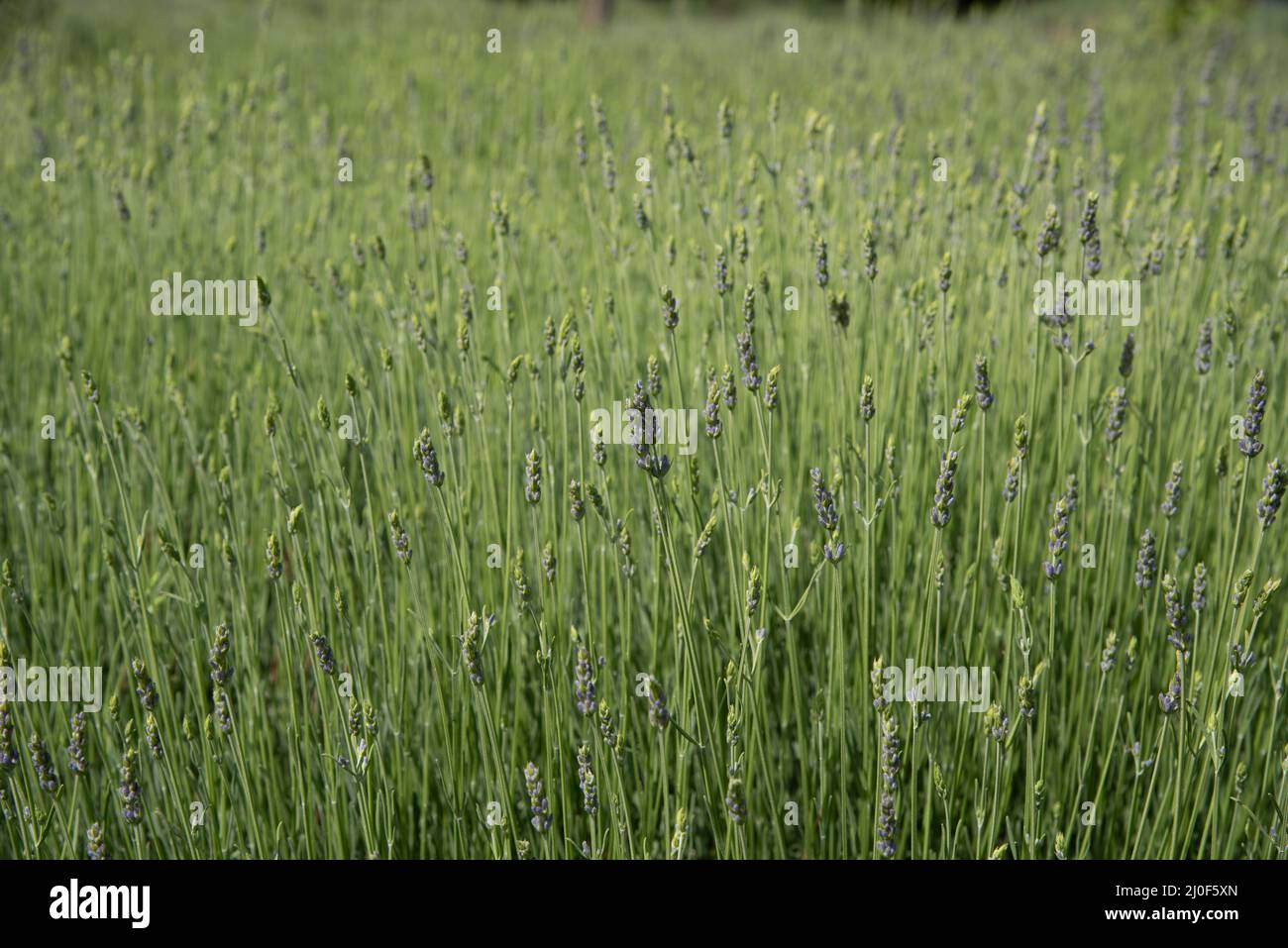 Fresh green blooming field of lavender herbal plants. Stock Photo