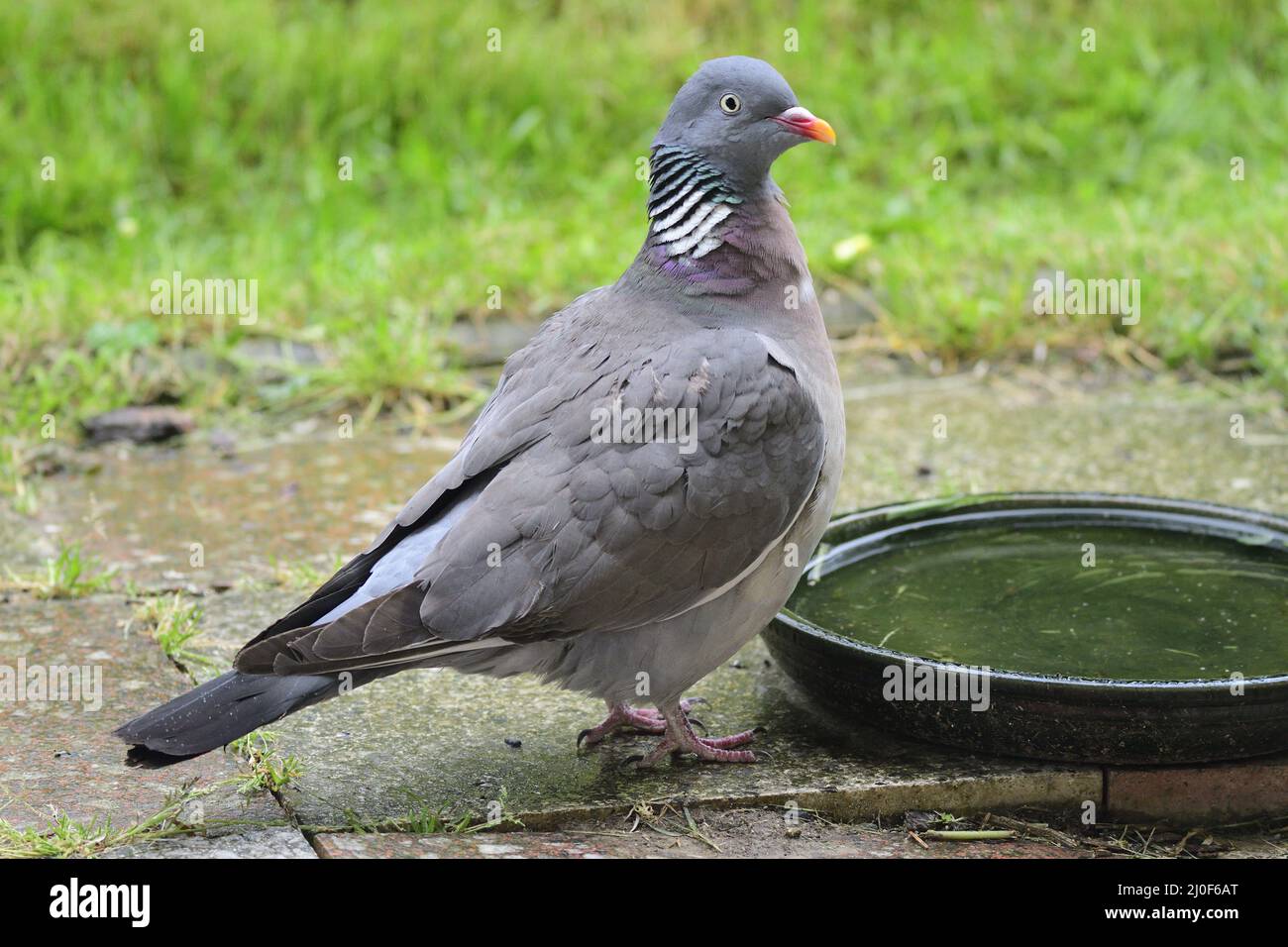 Common wood pigeon Stock Photo Alamy