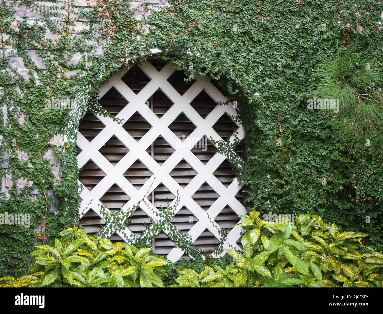 A grotto with a white lattice in a stone wall overgrown with green ivy and with an aucuba plant in the foreground Stock Photo