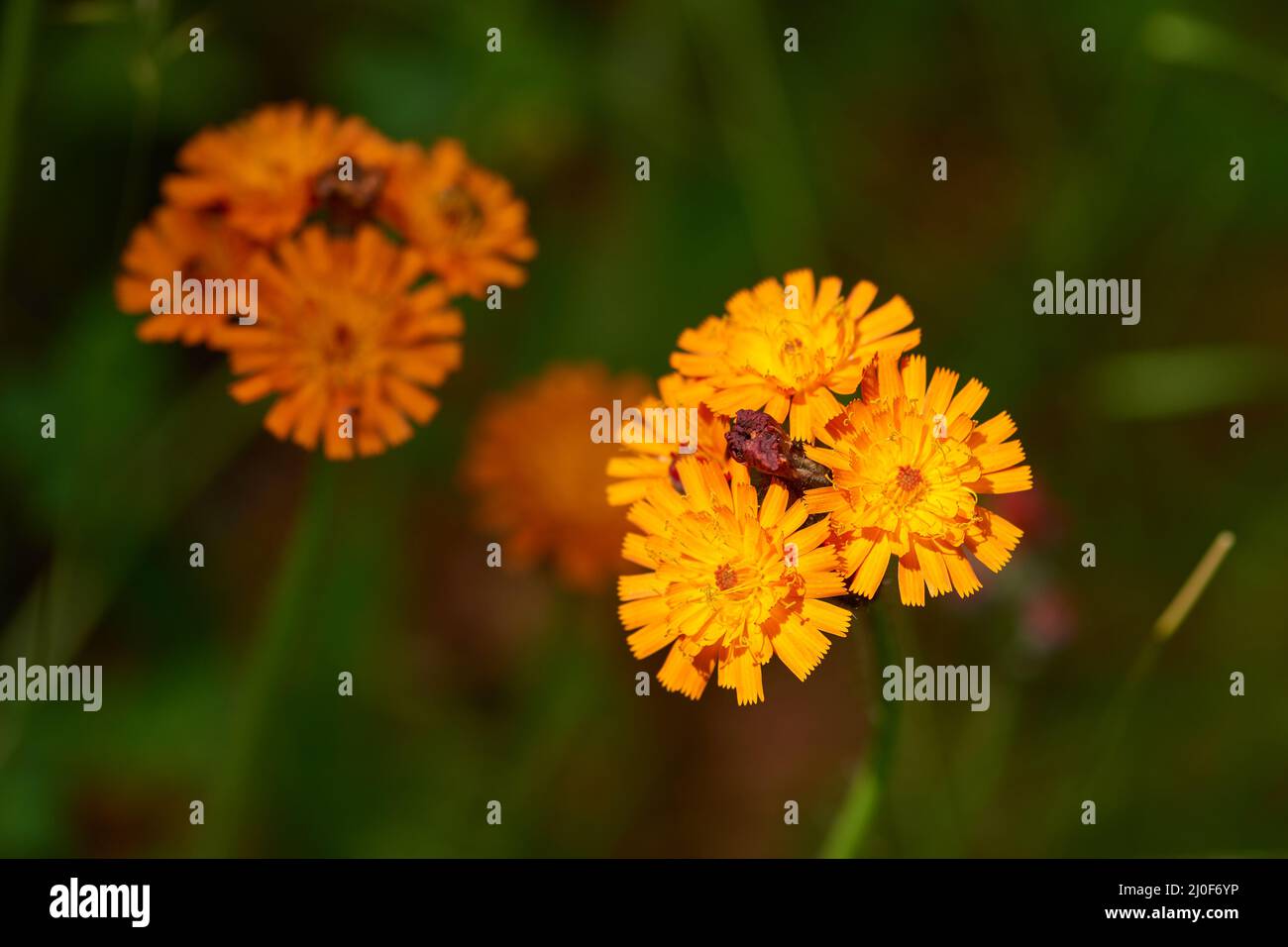 Flowers of Hieracium aurantiacum Stock Photo