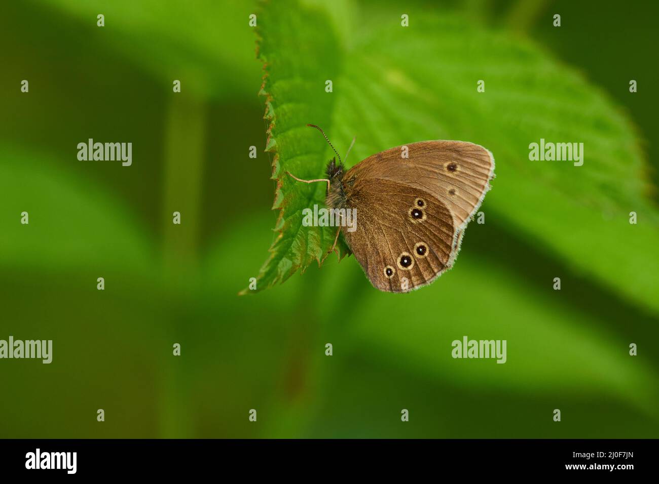 Shell Ringlet Feeding ringlet hi-res stock photography and images - Alamy