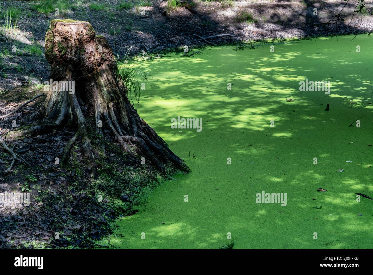 Pond in the forest covered with water lenses Stock Photo