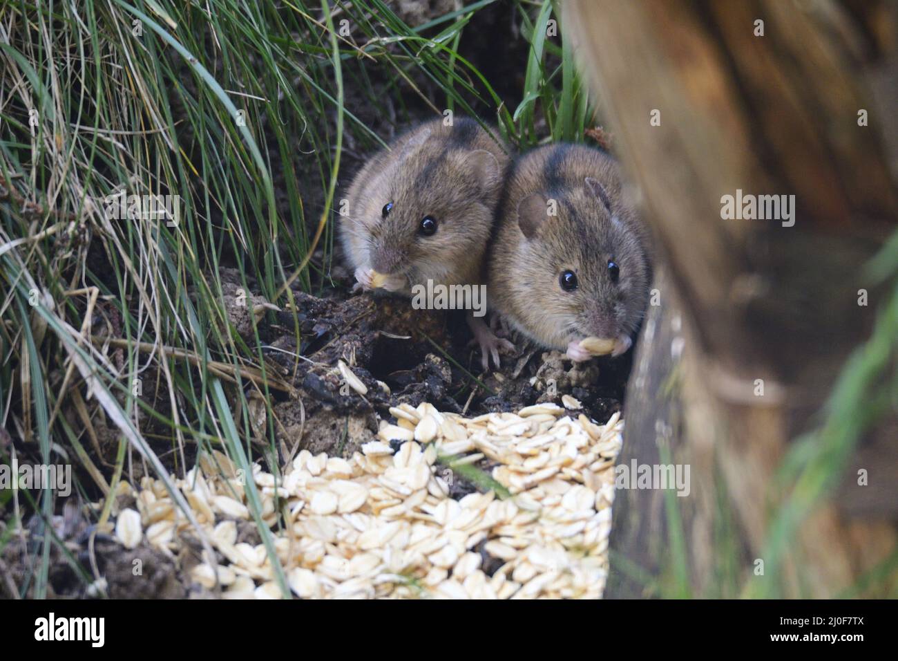 Striped field mouse Stock Photo Alamy