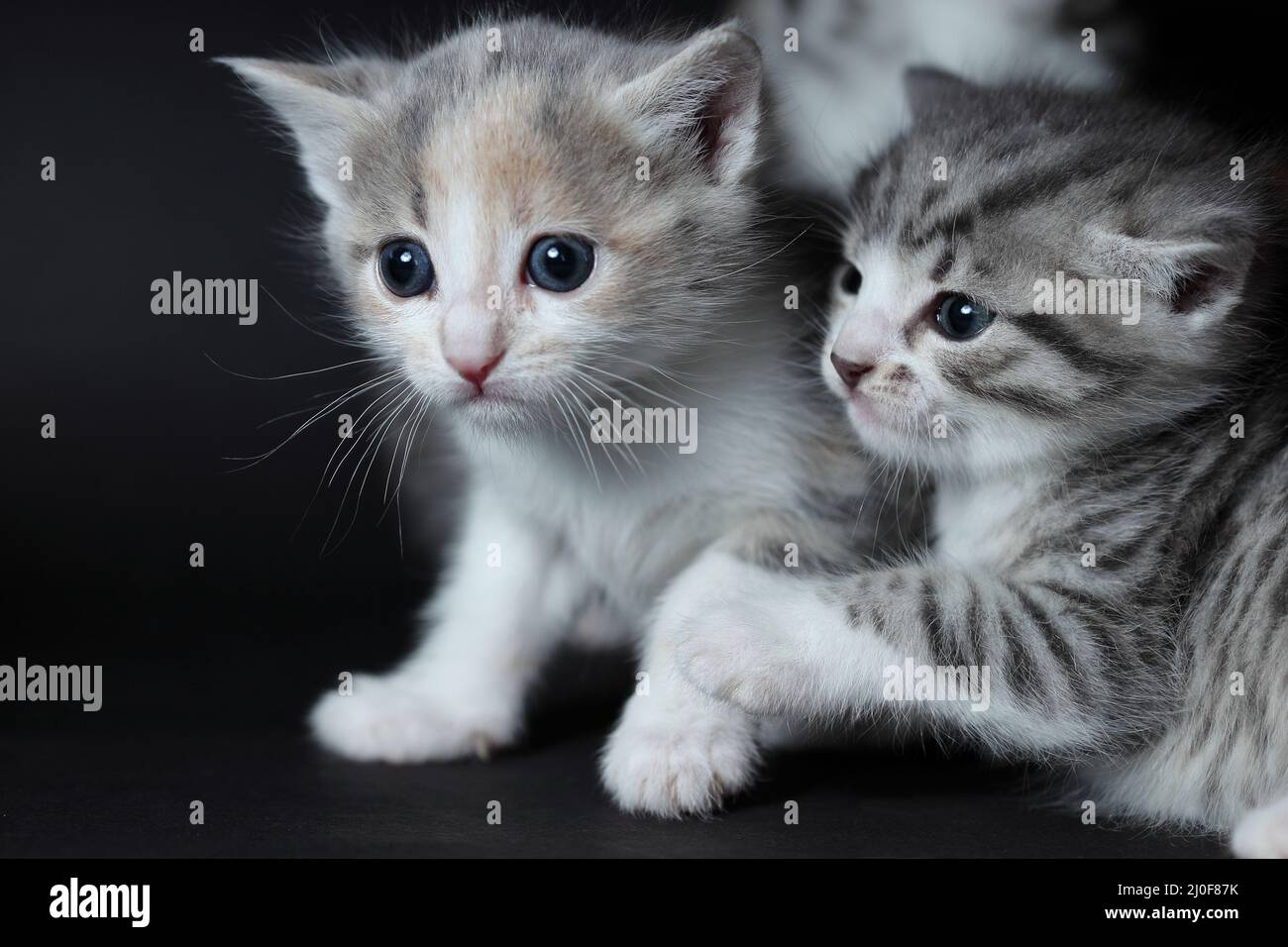 Some young cats Stock Photo