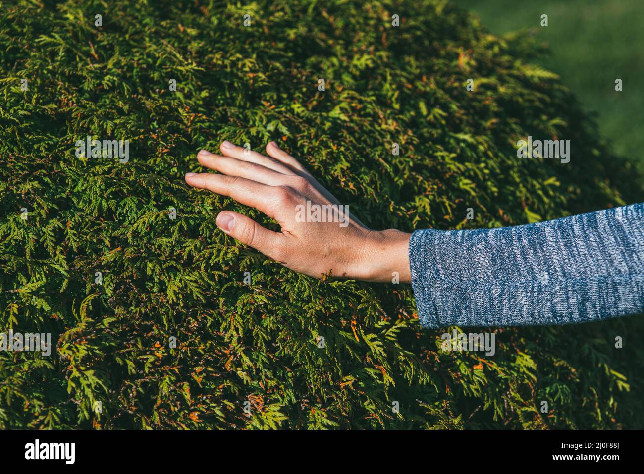 The hand of a young woman is touching a lush thuja bush. Reunion with nature and care for the garden concept Stock Photo