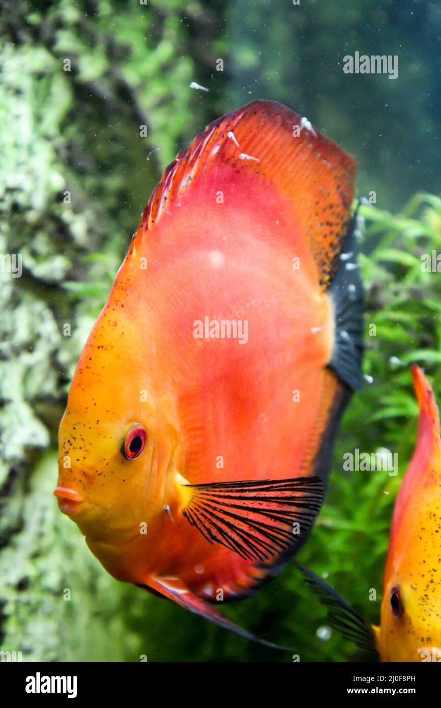 Discus fish with offspring that feed on the mucous membrane of the parent animals. Stock Photo