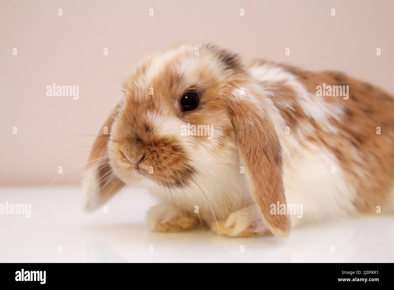 Photo shoot with a young dwarf rabbit Stock Photo