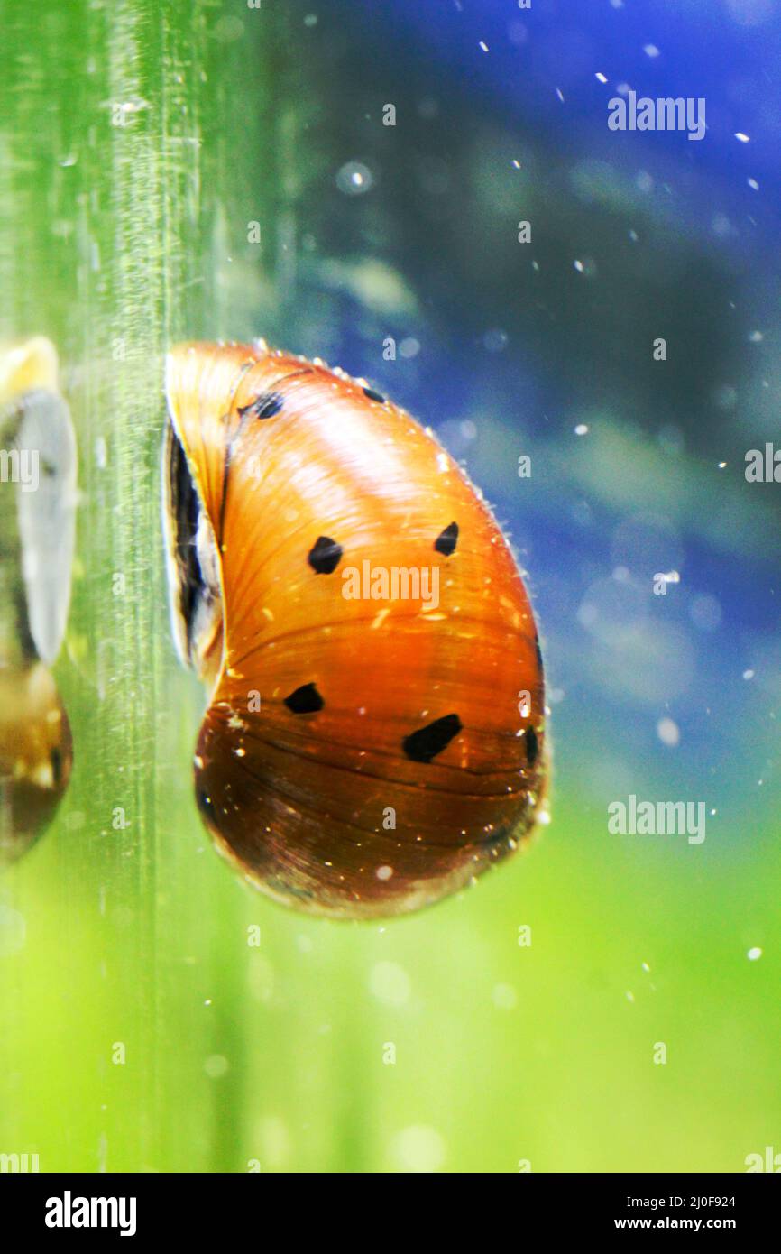 Close up portrait of a racing snail on the glass of an aquarium, Orange Track Racing Snail Stock Photo