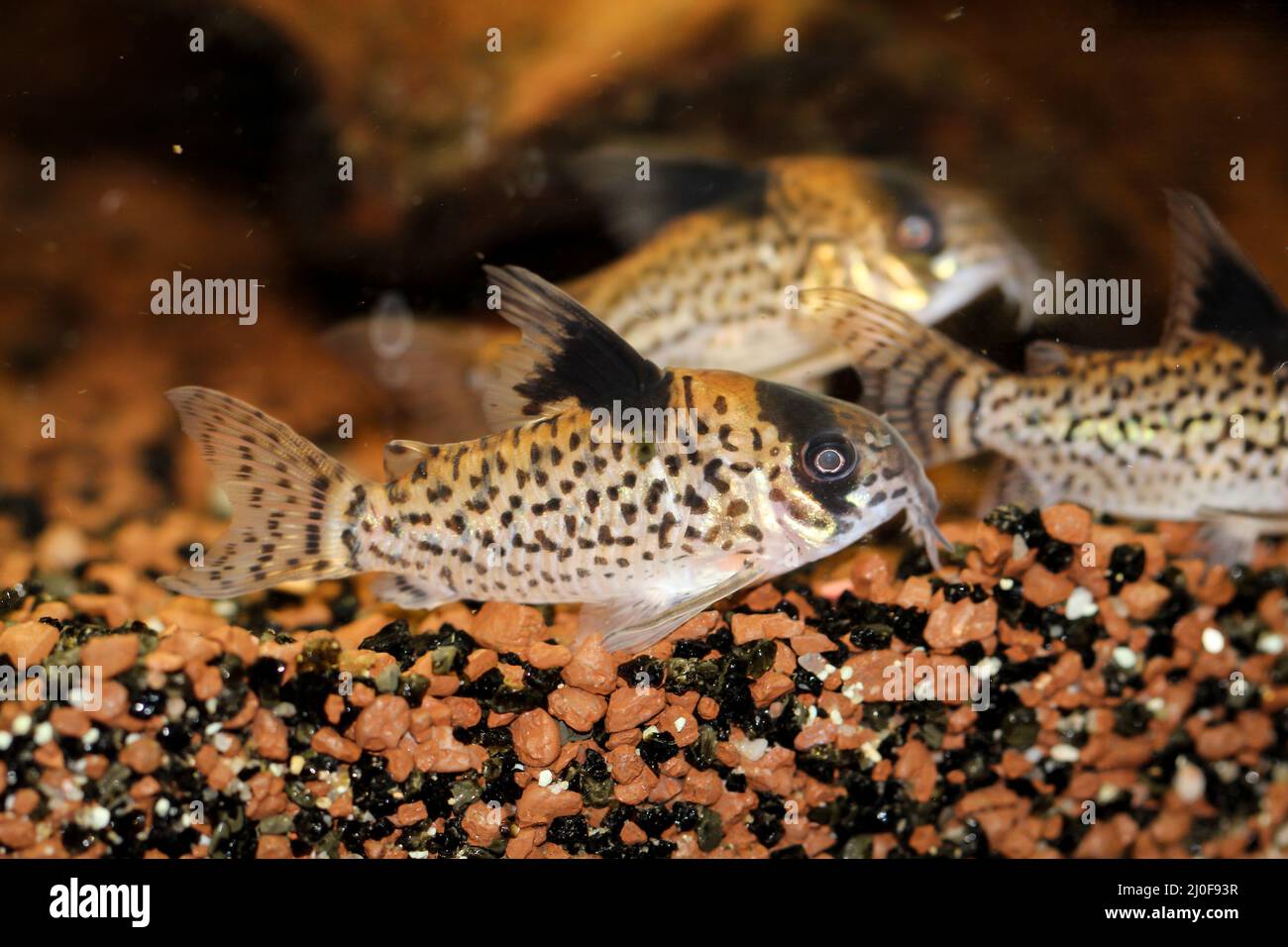 Image of several armored catfish in an aquarium Stock Photo