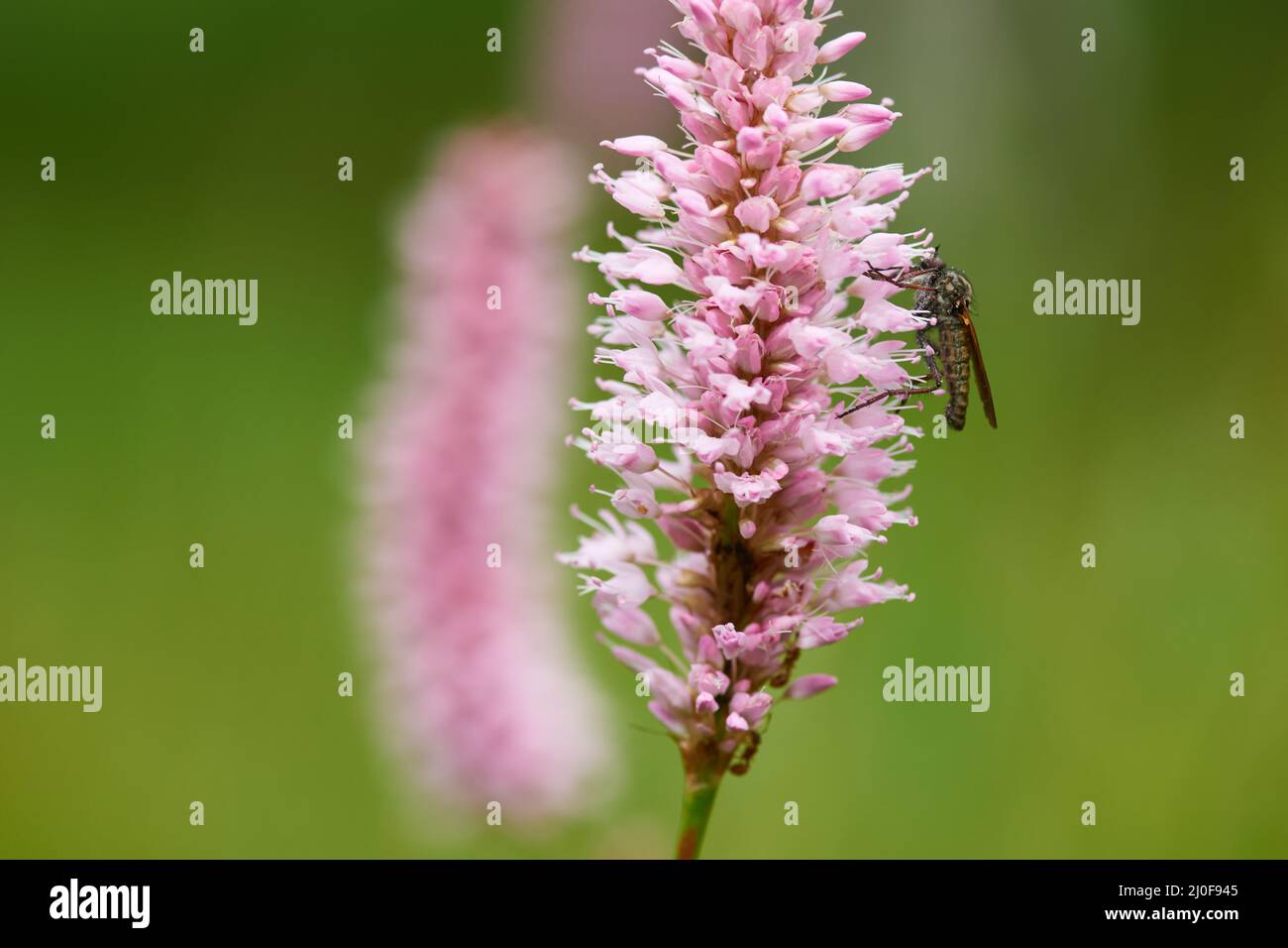 Common bistort with fly Stock Photo