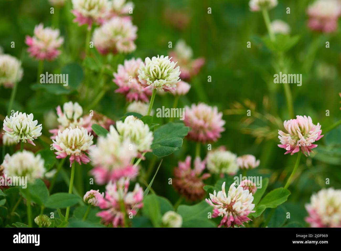 Trifolium hybridum, the alsike clover Stock Photo Alamy