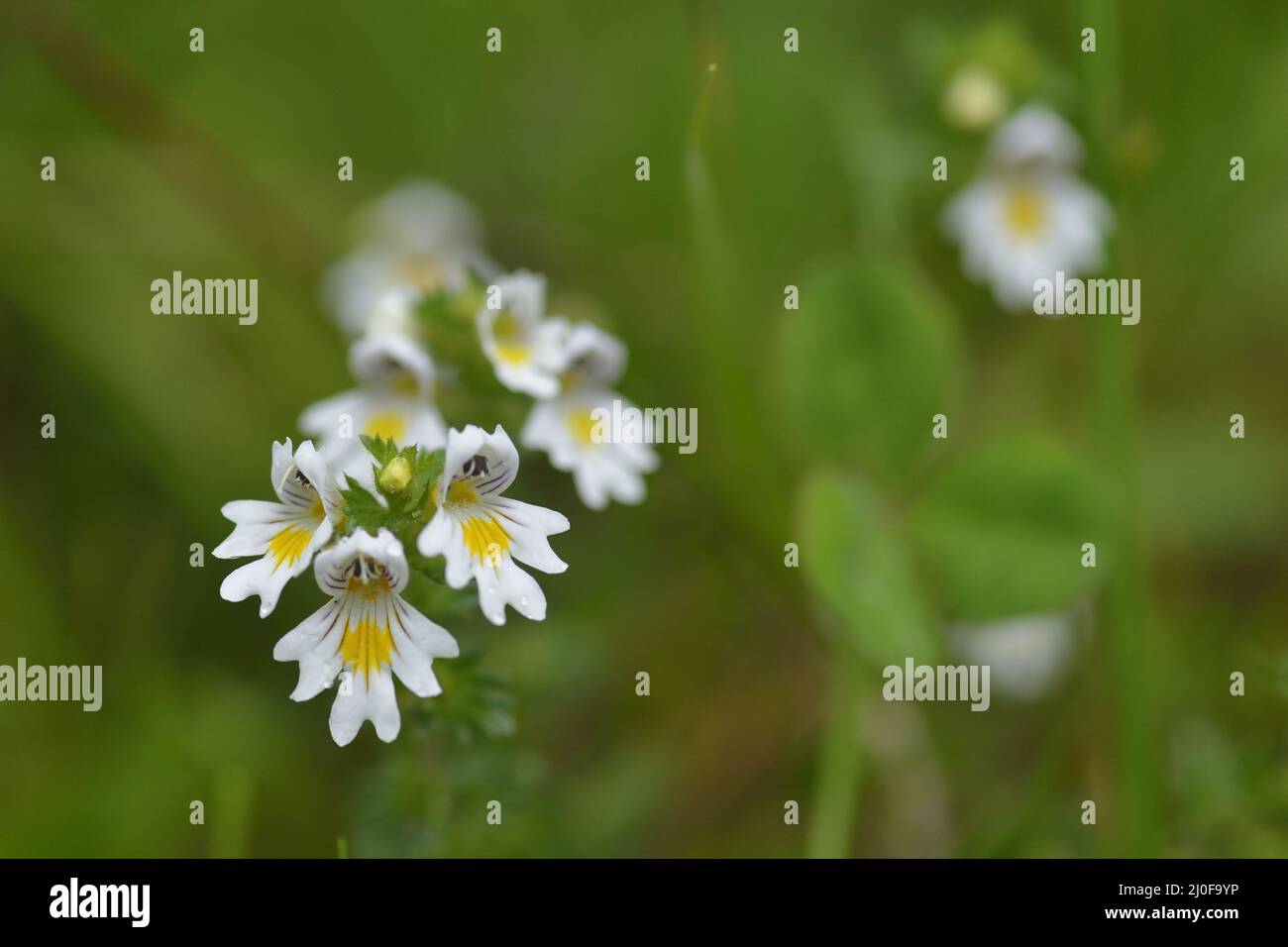 Flowers of the Eyebright Stock Photo