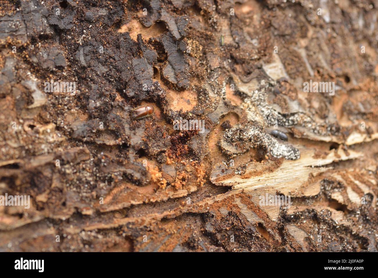 Spruce bark beetle hi-res stock photography and images - Alamy