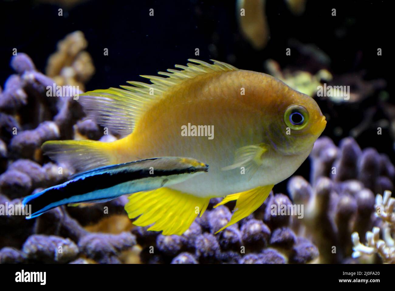 Close up of tropical fish in a reef. Stock Photo