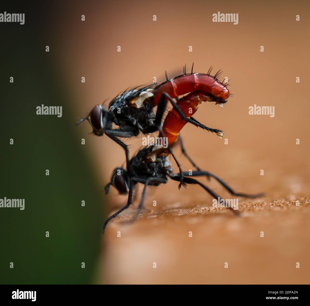 Furry insects hi-res stock photography and images - Alamy