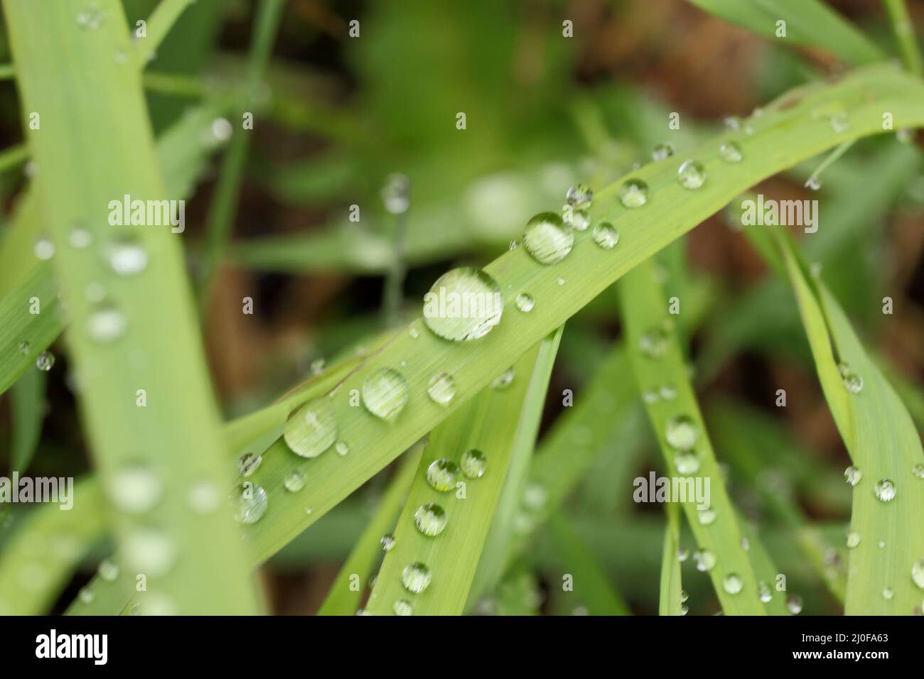 Rain drops on grass Stock Photo