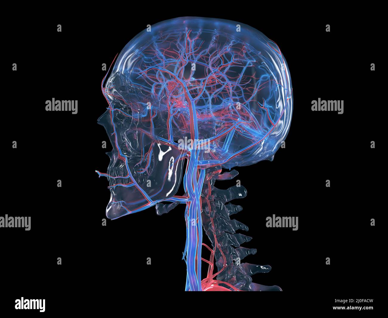 Circulatory system of the head and neck, illustration Stock Photo - Alamy