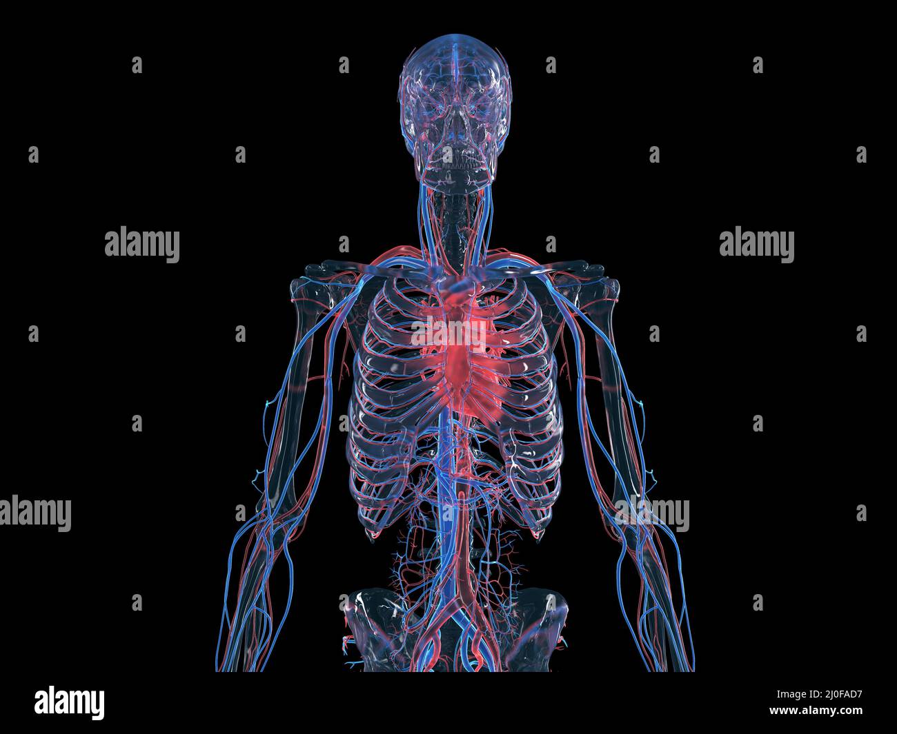 Human heart, illustration Stock Photo - Alamy