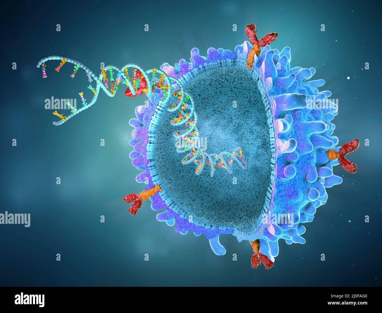 CAR T cell with implanted gene strain, illustration Stock Photo
