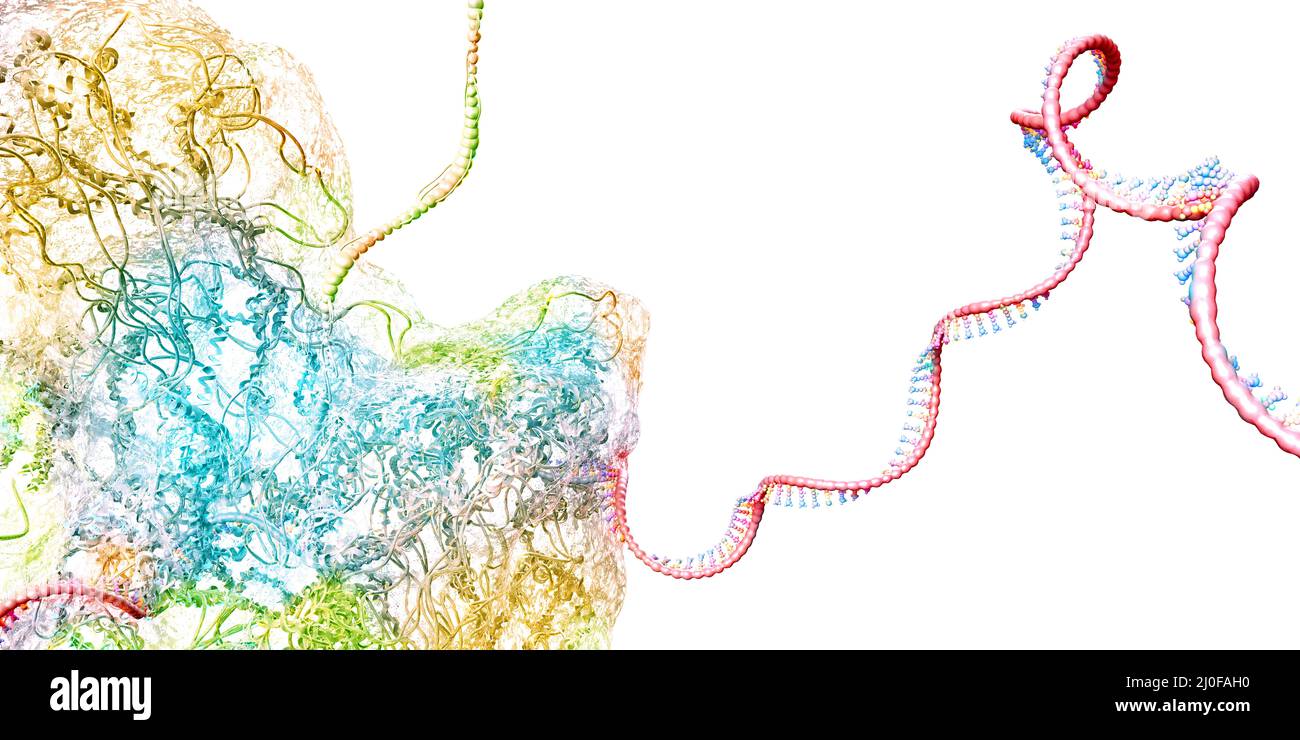 Ribosome artwork hi-res stock photography and images - Alamy