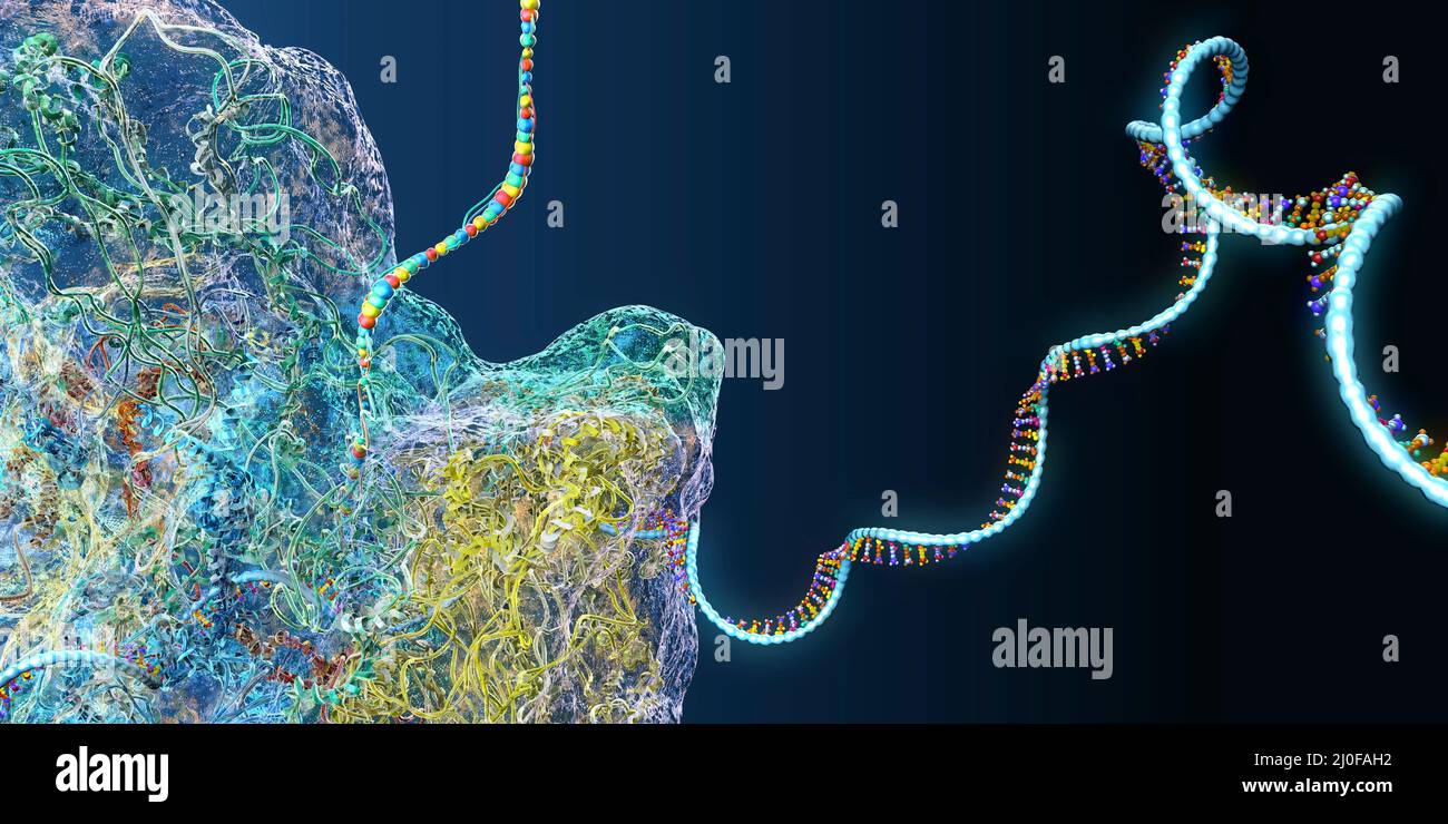 Ribosome artwork hi-res stock photography and images - Alamy
