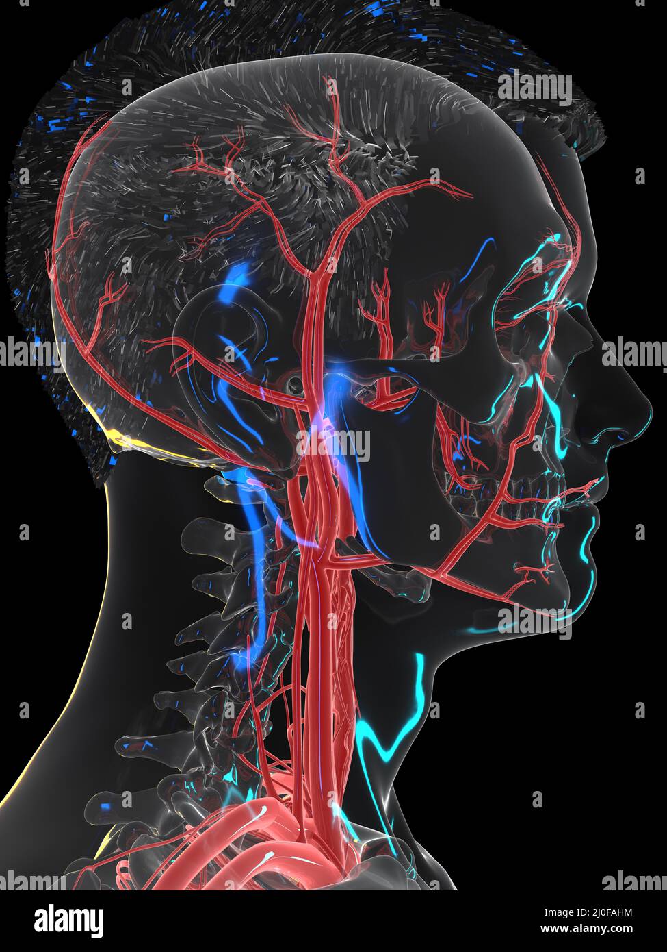 Vascular system of the head, illustration Stock Photo
