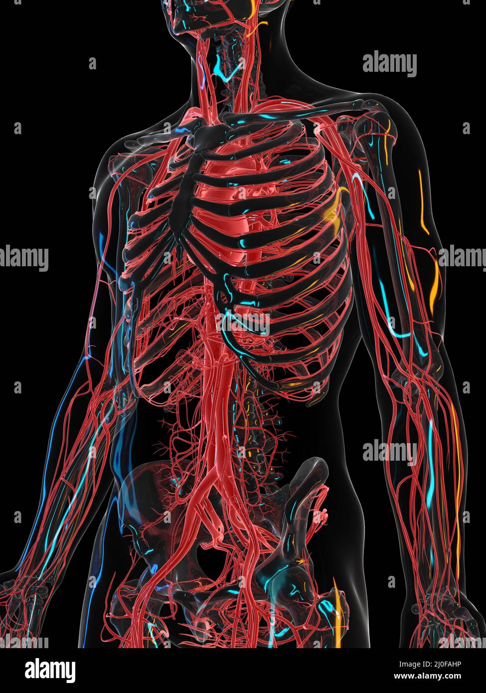 Vascular system, illustration Stock Photo Alamy