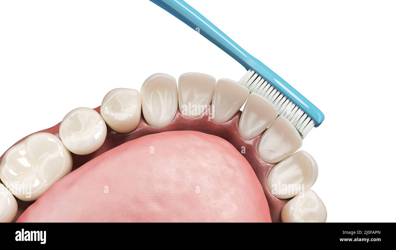 Manual toothbrush, illustration Stock Photo Alamy