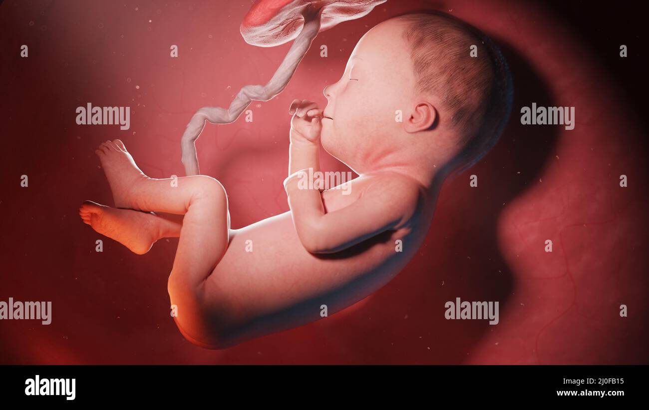 Pregnant illustration week 27 hi-res stock photography and images - Alamy