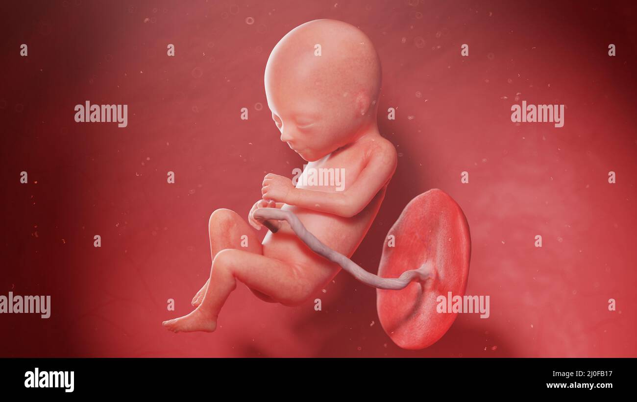 Human fetus at week 17, illustration Stock Photo - Alamy
