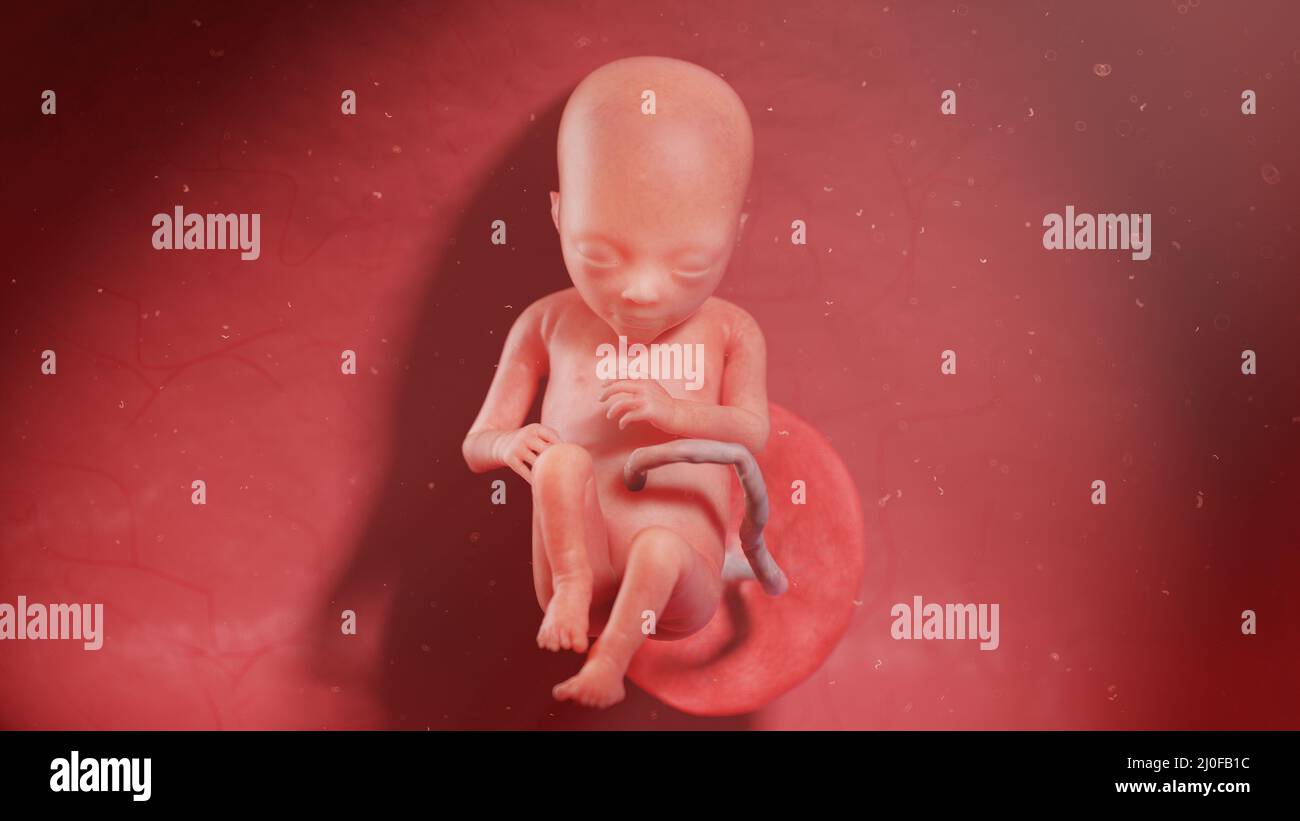 Human fetus at week 17, illustration Stock Photo - Alamy