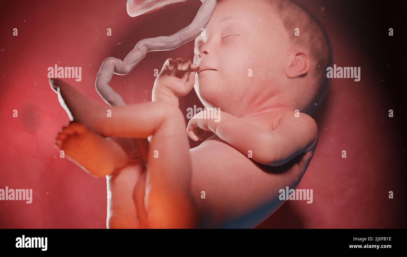 Pregnant illustration week 27 hi-res stock photography and images - Alamy