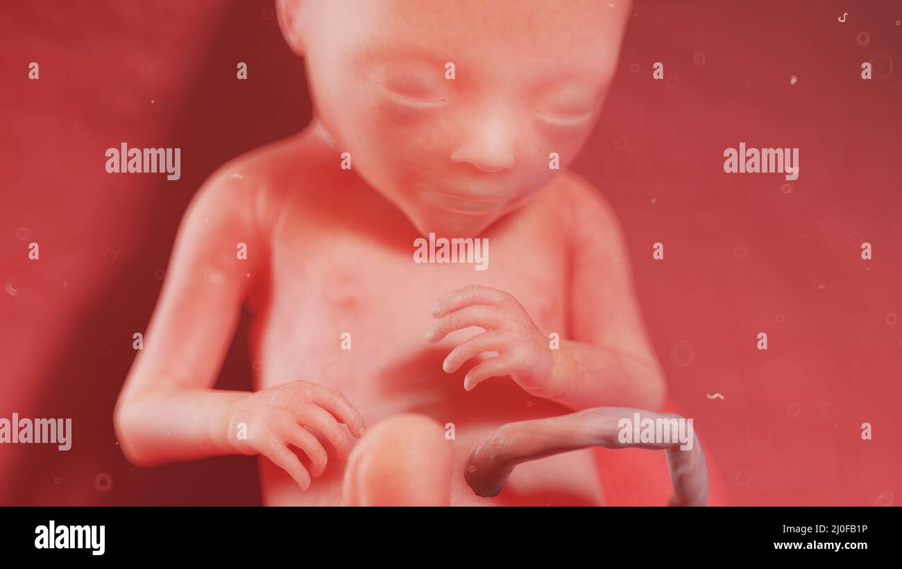 Human fetus at week 17, illustration Stock Photo - Alamy