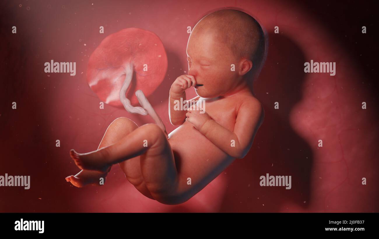 Week 34 Week 34 fetal development hi-res stock photography and images - Alamy