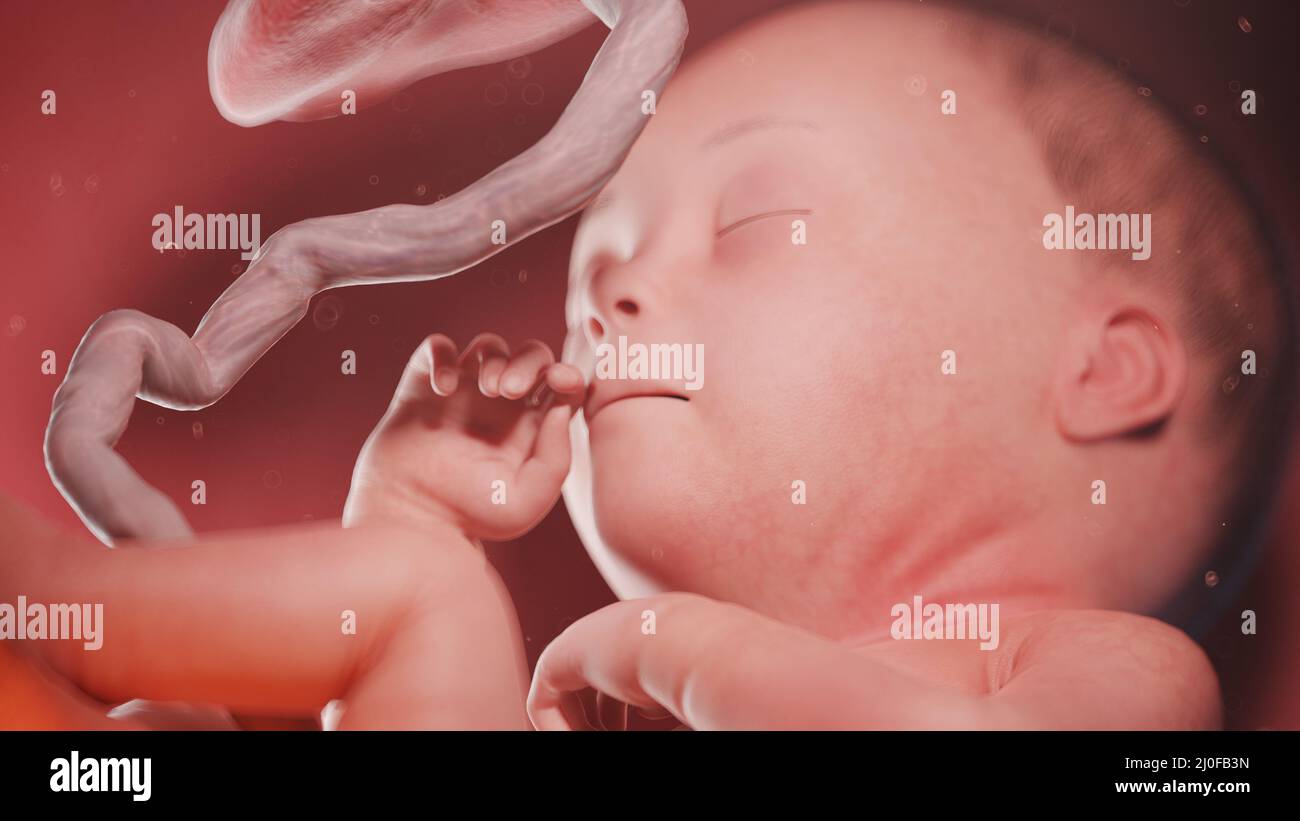 Pregnant illustration week 27 hi-res stock photography and images - Alamy
