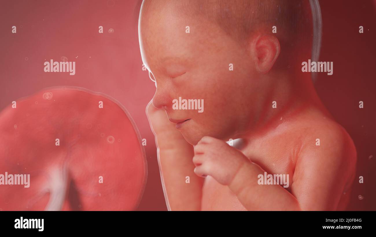 Pregnant illustration week 33 hi-res stock photography and images - Alamy