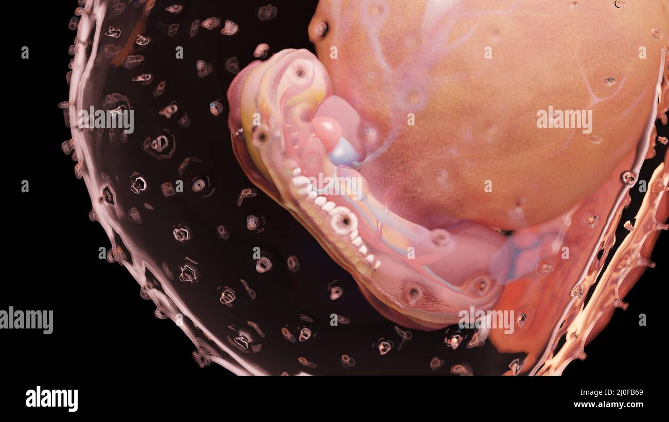 Embryo at week 4 illustration stock photo alamy